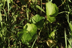 Ranunculus auricomus