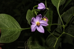 Solanum dulcamaroides