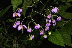 Solanum dulcamaroides