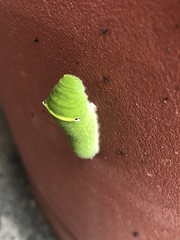 Graphium doson postianus