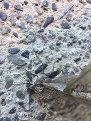 Dysmicohermes disjunctus