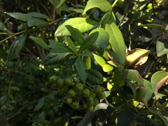 Bourreria virgata