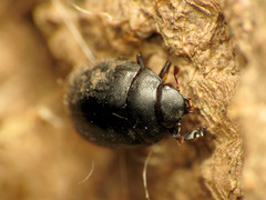 Nosodendron unicolor