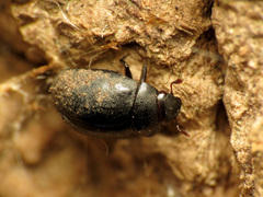 Nosodendron unicolor