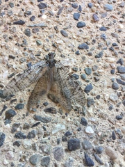 Dysmicohermes disjunctus