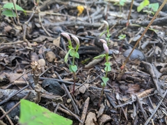 Triphora trianthophoros trianthophoros