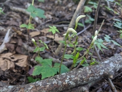 Triphora trianthophoros trianthophoros