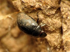 Nosodendron unicolor