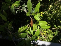 Bourreria virgata