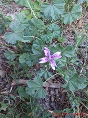 Malva sylvestris sylvestris
