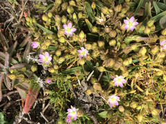 Spergularia macrotheca macrotheca