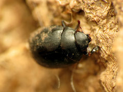 Nosodendron unicolor