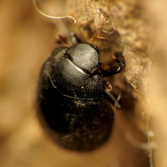 Nosodendron unicolor