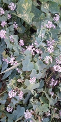 Cynanchum acutum