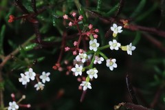 Platysace ericoides