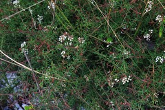 Platysace ericoides