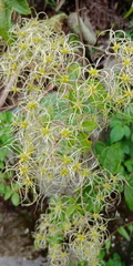 Clematis grata