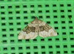 Epirrhoe galiata