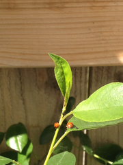 Hippodamia quinquesignata