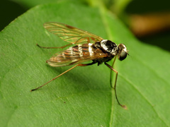 Chrysopilus fasciatus