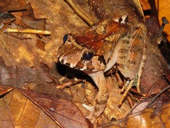 Limnonectes malesianus