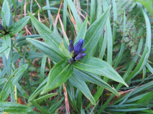 Gentiana makinoi, photograph 3