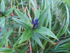 Gentiana makinoi