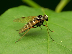 Chrysopilus fasciatus