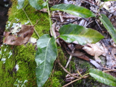 Parsonsia brisbanensis