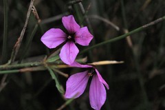 Tetratheca thymifolia