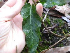 Parsonsia brisbanensis