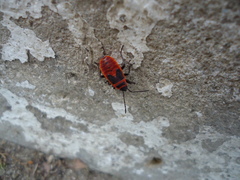 Pyrrhocoris apterus