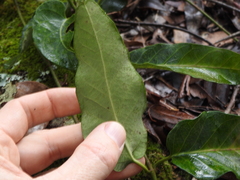 Parsonsia brisbanensis