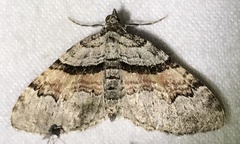 Xanthorhoe packardata