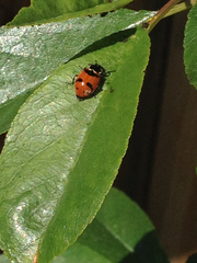 Hippodamia quinquesignata