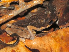 Leptobrachella gracilis