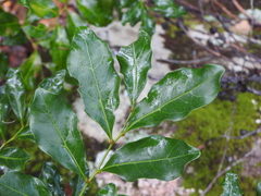 Toechima tenax