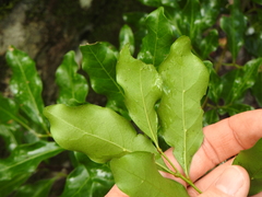 Toechima tenax