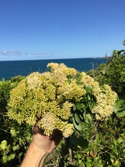 Gundlachia corymbosa