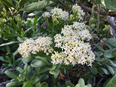 Gundlachia corymbosa