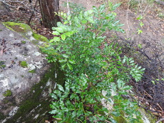 Toechima tenax