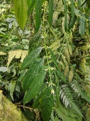 Lasianthus micranthus