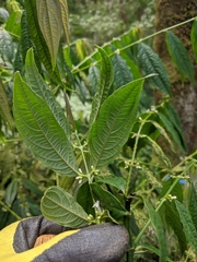 Lasianthus micranthus