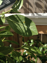 Hippodamia quinquesignata