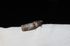 Acrobasis caryae