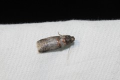 Acrobasis caryae