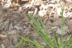 Carex blanda