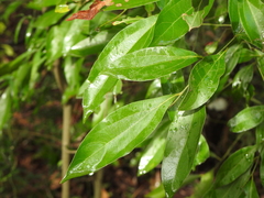 Cryptocarya triplinervis triplinervis