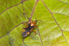 Eupachypeltis immanis
