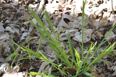 Carex blanda
